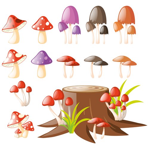 Raccolta funghi